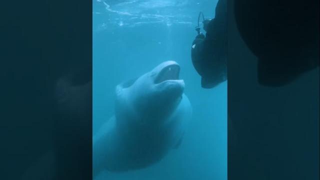 What happens when you slip beneath the surface and into a leopard seal’s icy kingdom? #sealife What happens when you slip beneath the surface and into a leopard seal’s icy kingdom? #sealife