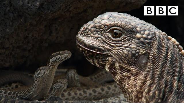 Iguana chased by killer snakes | planet earth ii: islands - bbc Iguana chased by killer snakes | planet earth ii: islands - bbc