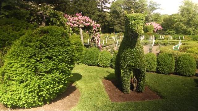 Best plants for topiary Best plants for topiary