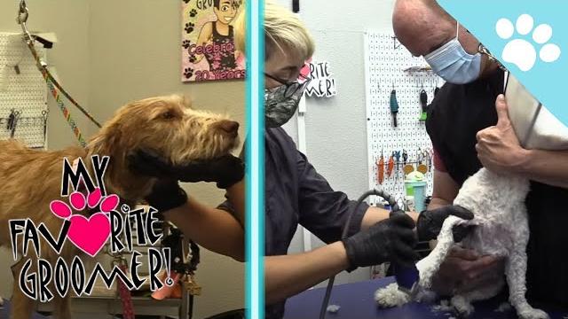 Live grooming aggressive silly dog Live grooming aggressive silly dog