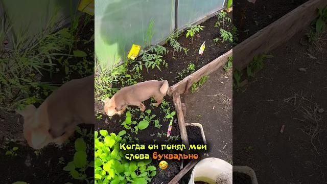 Хорошо, что бабушка не видела #собака #чихуахуа Хорошо, что бабушка не видела #собака #чихуахуа
