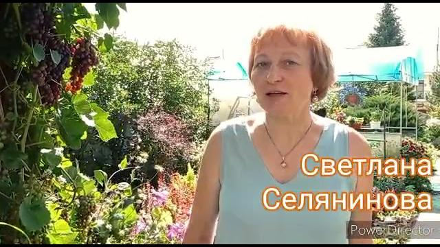 Арка из винограда Арка из винограда