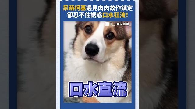呆萌柯基遇見肉肉故作鎮定 卻忍不住誘惑口水狂流! 呆萌柯基遇見肉肉故作鎮定 卻忍不住誘惑口水狂流!