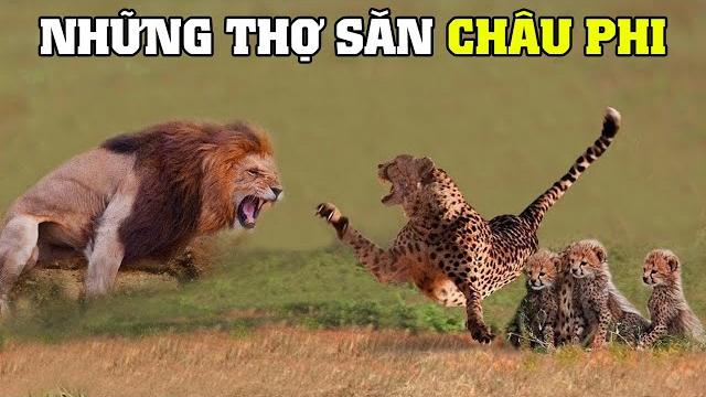 Động vật săn mồi châu phi | khám phá thế giới động vật hoang dã Động vật săn mồi châu phi | khám phá thế giới động vật hoang dã