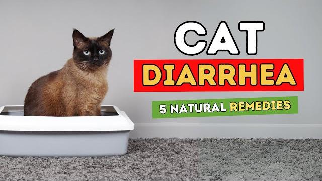 5 remedies for cat diarrhea 5 remedies for cat diarrhea