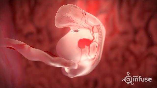 Fetal development 3d animation - infuse medical Fetal development 3d animation - infuse medical