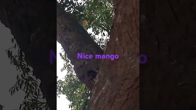 Lovely mango Lovely mango