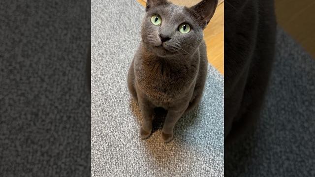 고양이 하품하는 소리 고양이 하품하는 소리