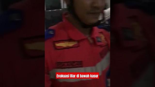 The real ular kasur The real ular kasur