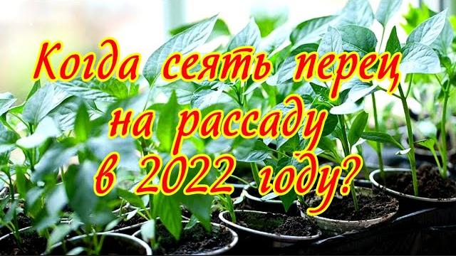 Когда сеять перец на рассаду в 2022 году? Когда сеять перец на рассаду в 2022 году?