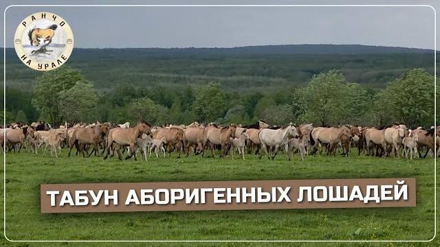 Разведение башкирской породы лошадей | начали выпускать жеребцов в табун | жизнь на урале Разведение башкирской породы лошадей | начали выпускать жеребцов в табун | жизнь на урале