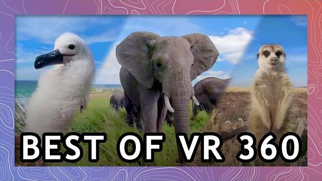 Best of wild animals in vr 2021 | wildlife in 360 vr Best of wild animals in vr 2021 | wildlife in 360 vr
