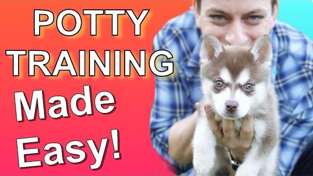 How to potty train your puppy easily! everything you need to know! How to potty train your puppy easily! everything you need to know!