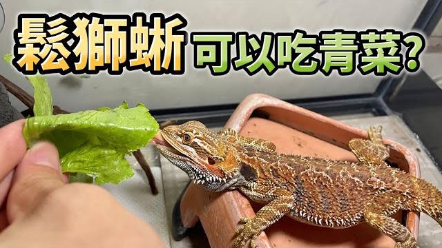 鬆獅蜥| 鬆獅蜥吃青菜了?| 我怎麼讓鬆獅蜥吃菜的?{chenge成哥} 鬆獅蜥| 鬆獅蜥吃青菜了?| 我怎麼讓鬆獅蜥吃菜的?{chenge成哥}