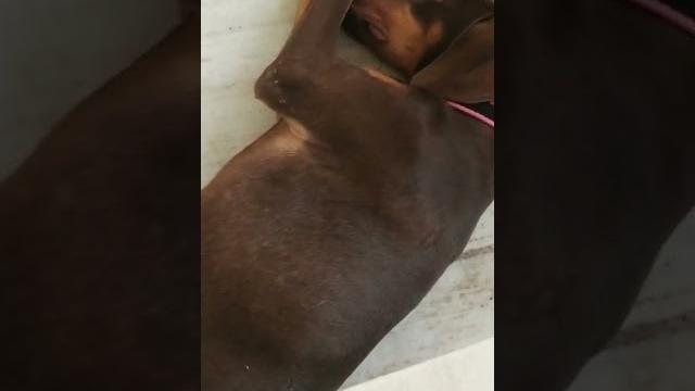 Brazer a doberman sleeping Brazer a doberman sleeping