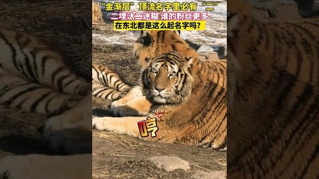 【大陸】虎如其名!哈爾濱東北虎「二埋汰」名字十分形象 【大陸】虎如其名!哈爾濱東北虎「二埋汰」名字十分形象