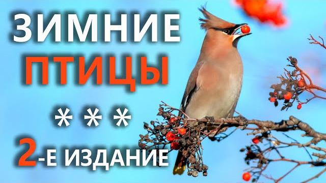Какие птицы остаются зимовать Какие птицы остаются зимовать