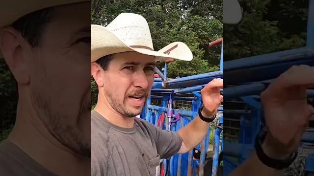 Castrating bull calves. banding vs cutting: why we prefer cutting. #farm #farmlife #ranch #cattle Castrating bull calves. banding vs cutting: why we prefer cutting. #farm #farmlife #ranch #cattle