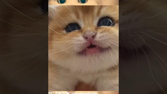 Miuuu-funny cat #shorts #short #anakkucing #funnycats #cutecat #catvideo #miuuu #fyp #youtubeshorts Miuuu-funny cat #shorts #short #anakkucing #funnycats #cutecat #catvideo #miuuu #fyp #youtubeshorts