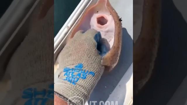 Stingray gets tickled and absolutely loses control Stingray gets tickled and absolutely loses control