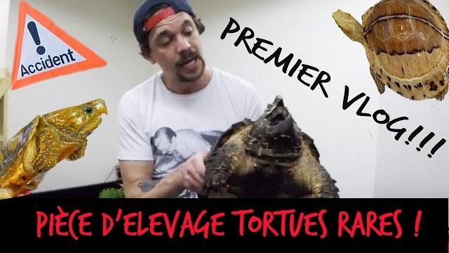 Vlog - piece d'elevage geante 100% tortues + accident ! Vlog - piece d'elevage geante 100% tortues + accident !