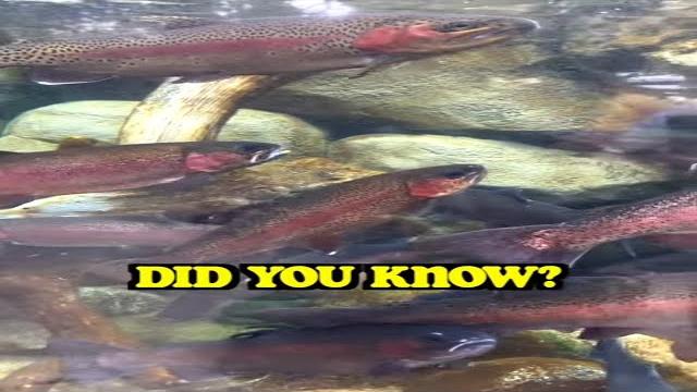 Did you know this about rainbow trout #shorts Did you know this about rainbow trout #shorts