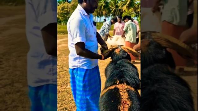 Muttu kida whatsapp status #sheepfight #shortsfeed Muttu kida whatsapp status #sheepfight #shortsfeed