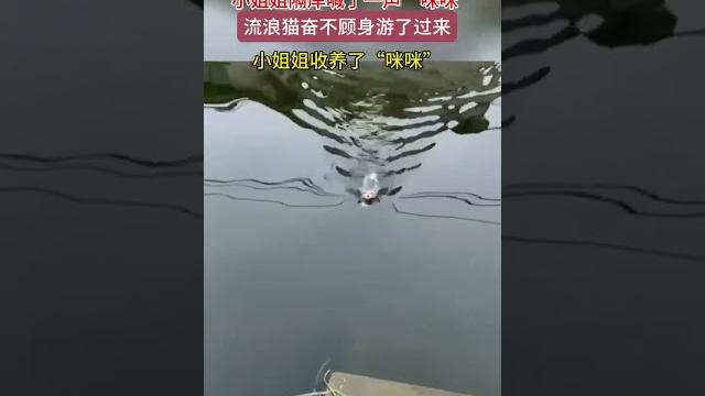 小姐姐隔岸喊了一声“咪咪”,流浪猫奋不顾身的游了过来…小姐姐收养了“咪咪”️ #猫咪 #善待动物关爱生命 小姐姐隔岸喊了一声“咪咪”,流浪猫奋不顾身的游了过来…小姐姐收养了“咪咪”️ #猫咪 #善待动物关爱生命