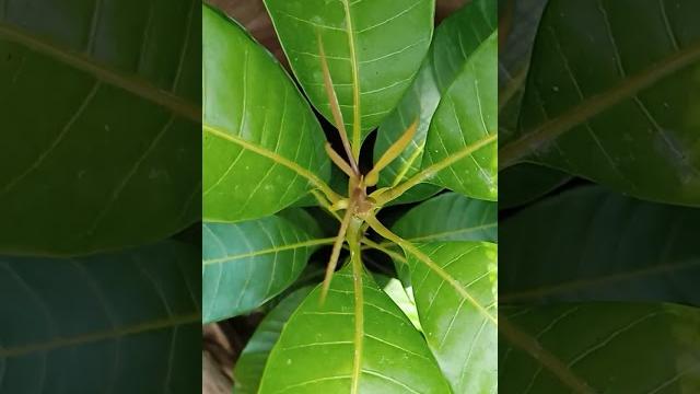 Mango plant #nature #mango #plant Mango plant #nature #mango #plant