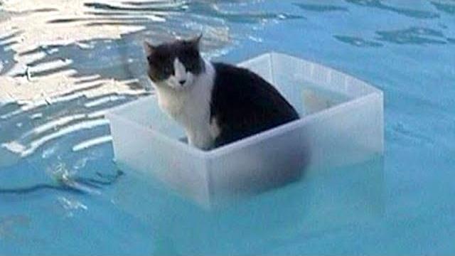 Cats will make you laugh your head off - funny cat compilation Cats will make you laugh your head off - funny cat compilation