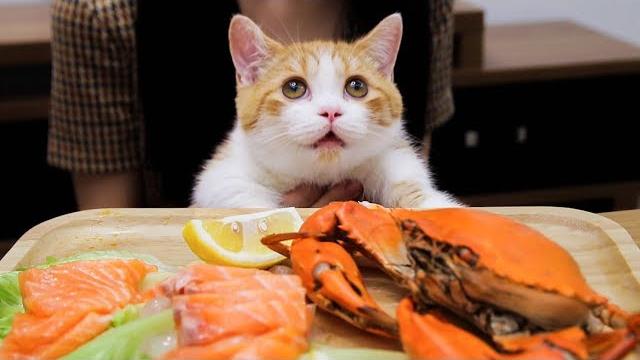 橘猫吃播又来吃海鲜了,确认过眼神,是家里有矿的猫!|花花与三猫 cat live 橘猫吃播又来吃海鲜了,确认过眼神,是家里有矿的猫!|花花与三猫 cat live