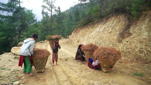 Dharme brother's children taking foliage from the jungle || rural nepal || life in rural nepal || Dharme brother's children taking foliage from the jungle || rural nepal || life in rural nepal ||