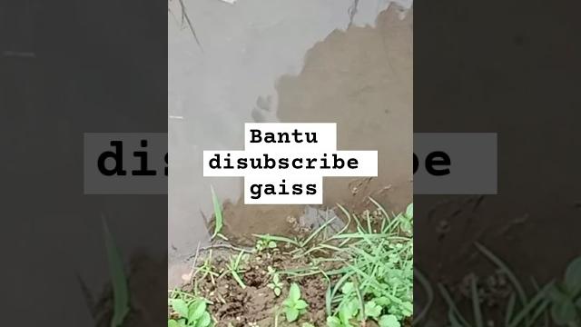 Sambaran belut abg montok lubang bawah air‼️#mocelsquad #salammocel #ngurekbelutsawah #shortvideo Sambaran belut abg montok lubang bawah air‼️#mocelsquad #salammocel #ngurekbelutsawah #shortvideo
