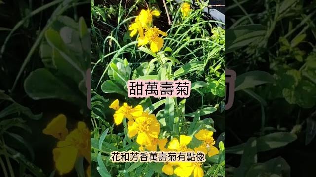 甜萬壽菊|搶先在「芳香萬壽菊」之前開花 甜萬壽菊|搶先在「芳香萬壽菊」之前開花