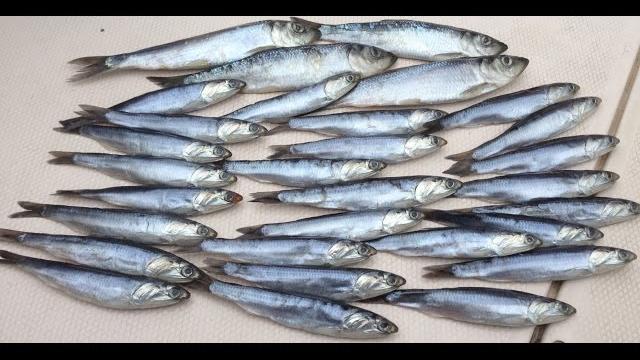 "how-to" | brining herring for salmon fishing "how-to" | brining herring for salmon fishing