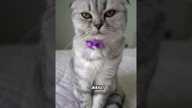 Ежик в тумане #прикольнаяозвучка #котик #юмор Ежик в тумане #прикольнаяозвучка #котик #юмор