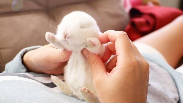 The cutest baby bunny rabbit compilation ever The cutest baby bunny rabbit compilation ever