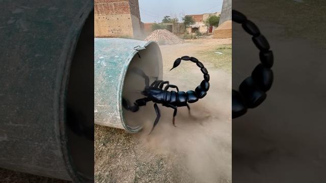 The scorpion is inside the drum The scorpion is inside the drum