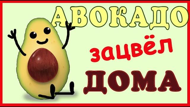 Авокадо из косточки цветёт дома!! часть 1 Авокадо из косточки цветёт дома!! часть 1