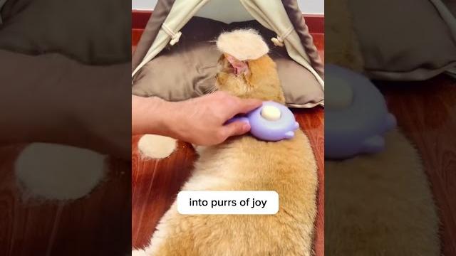 3 reasons why you should not buy this cat brush 3 reasons why you should not buy this cat brush
