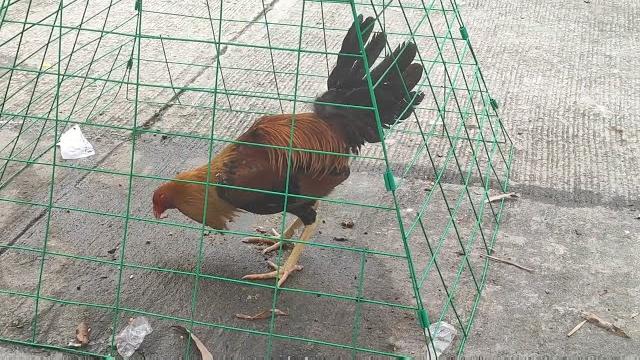 Morang manok pumpkin sweater line Morang manok pumpkin sweater line