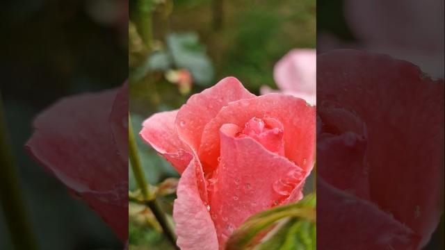#nature #springdiaries #pinkrose #rose #roseflower #rosé #mygarden #mygardenflowers #roses #flowers #nature #springdiaries #pinkrose #rose #roseflower #rosé #mygarden #mygardenflowers #roses #flowers