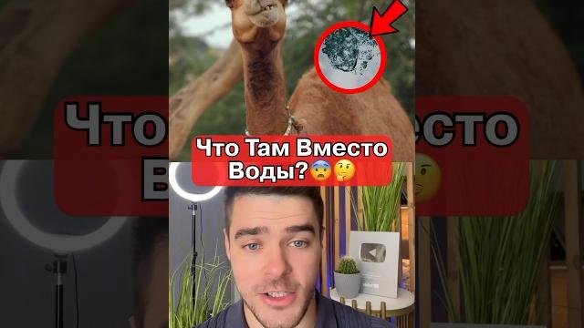 Что у верблюда в горбу? Что у верблюда в горбу?