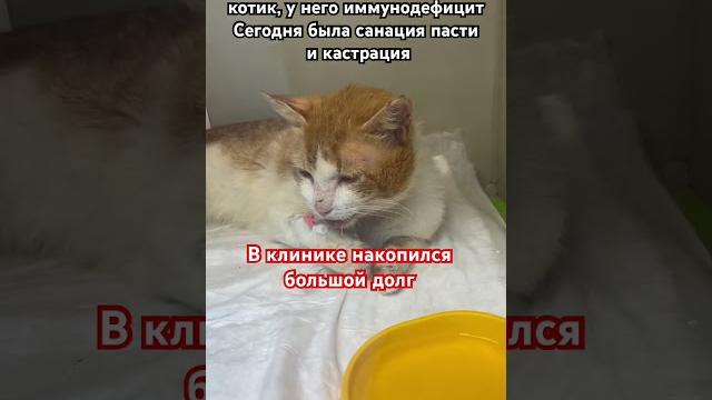 У рыжика еще и перелом грудины У рыжика еще и перелом грудины