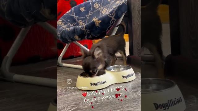Шоколадная крошка чихуахуа #купитьщенка #щенок #чихуахуа #chihuahua #puppy #щенкичихуахуа Шоколадная крошка чихуахуа #купитьщенка #щенок #чихуахуа #chihuahua #puppy #щенкичихуахуа