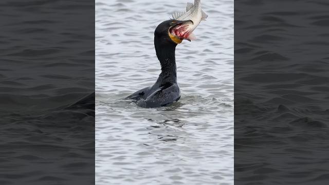 Cormorant attempts a massive white perch!! canon r1 + rf 100-500 #wildlife #copyrighted #canonr1 Cormorant attempts a massive white perch!! canon r1 + rf 100-500 #wildlife #copyrighted #canonr1