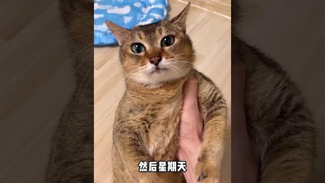 【眉姐姐的日常】眉姐猜到你们应该是在蹲坑刷抖音~#这个猫有种清澈的愚蠢 #sphynx #猫狗双全 【眉姐姐的日常】眉姐猜到你们应该是在蹲坑刷抖音~#这个猫有种清澈的愚蠢 #sphynx #猫狗双全