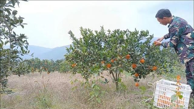湖南湘西大山里的橙子熟了,小伙没时间去果园,现在采摘好美味 湖南湘西大山里的橙子熟了,小伙没时间去果园,现在采摘好美味