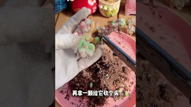 多肉桃熏女王9个头 多肉桃熏女王9个头