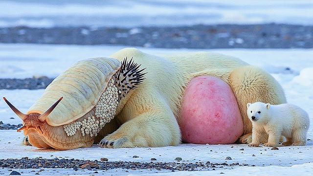 Baby polar bear and seal team up to save pregnant mom attacked by giant snail #animalrescue #seal Baby polar bear and seal team up to save pregnant mom attacked by giant snail #animalrescue #seal